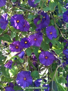 Solanum rantonnetii (Lycianthes rantonnetii) - blossom